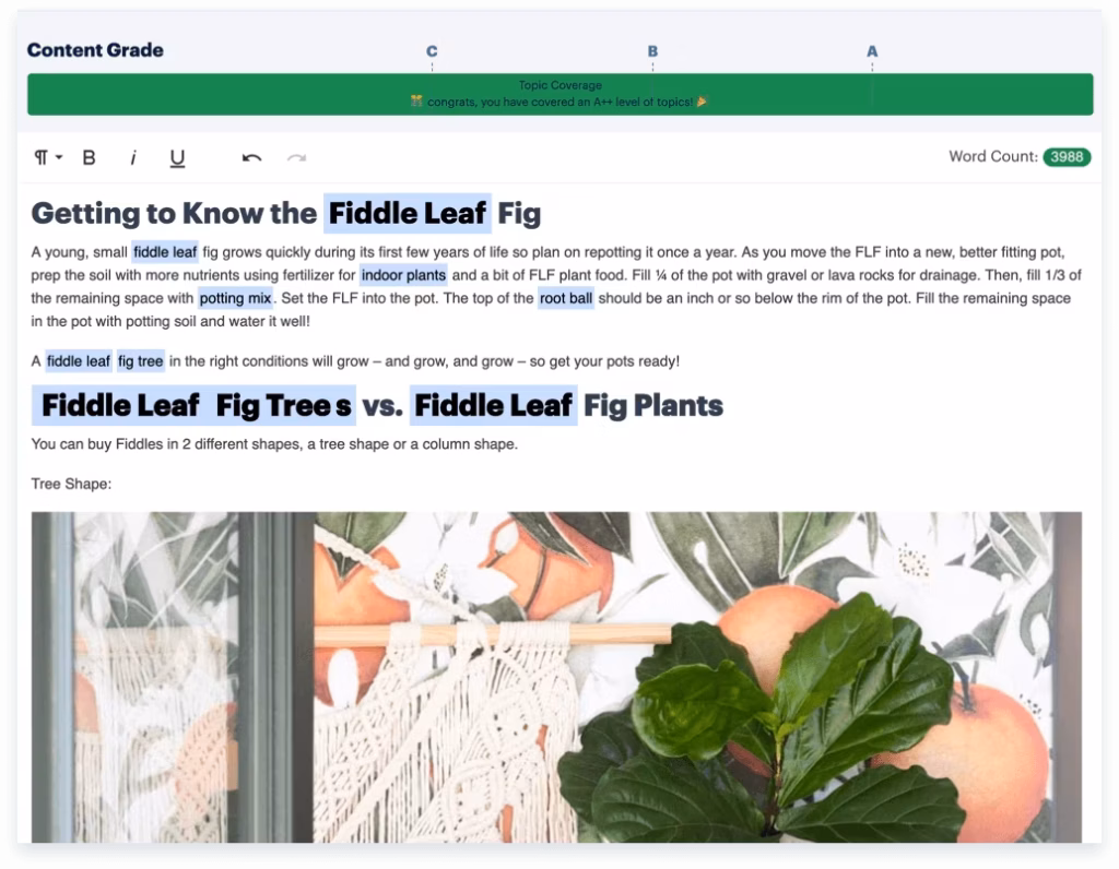 Fiddle leaf fig care guide showing plant comparison and repotting tips