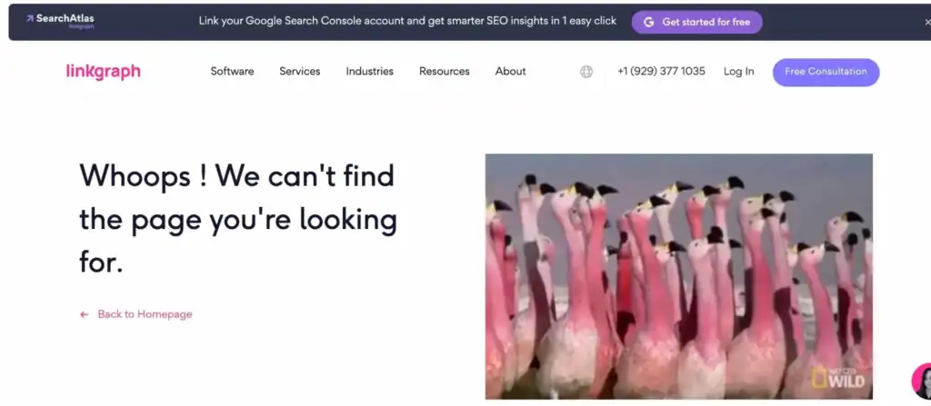 LinkGraph 404 error page showing message “Whoops! We can't find the page you're looking for” with a looping GIF of confused flamingos on the right.